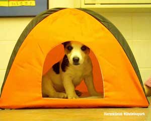 Een pup vind het leuk om alles te ontdekken en overal in te gaan.